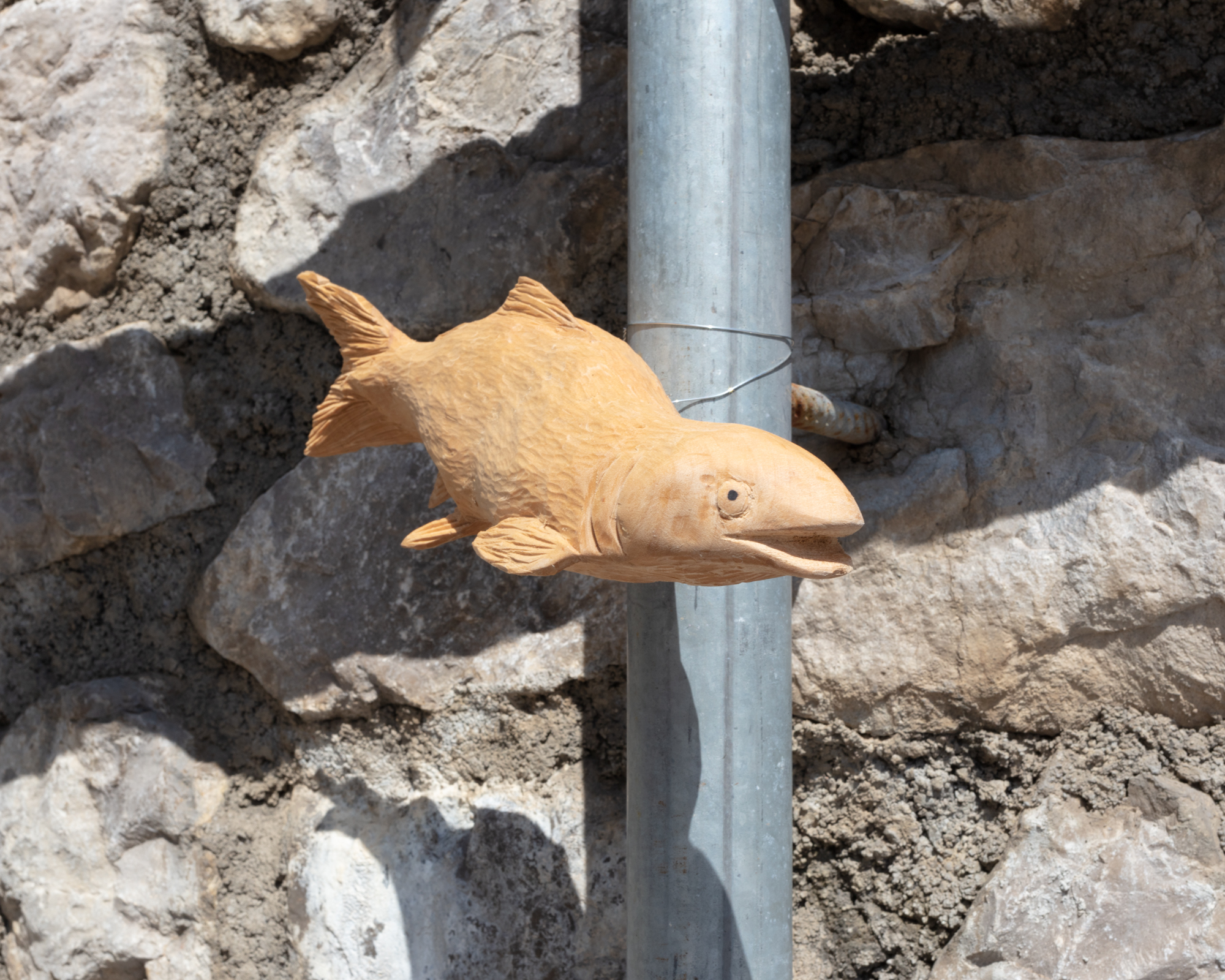 Wooden carved fish by local trentino artisans, as part of multi medial installation celebrating local biodiversity