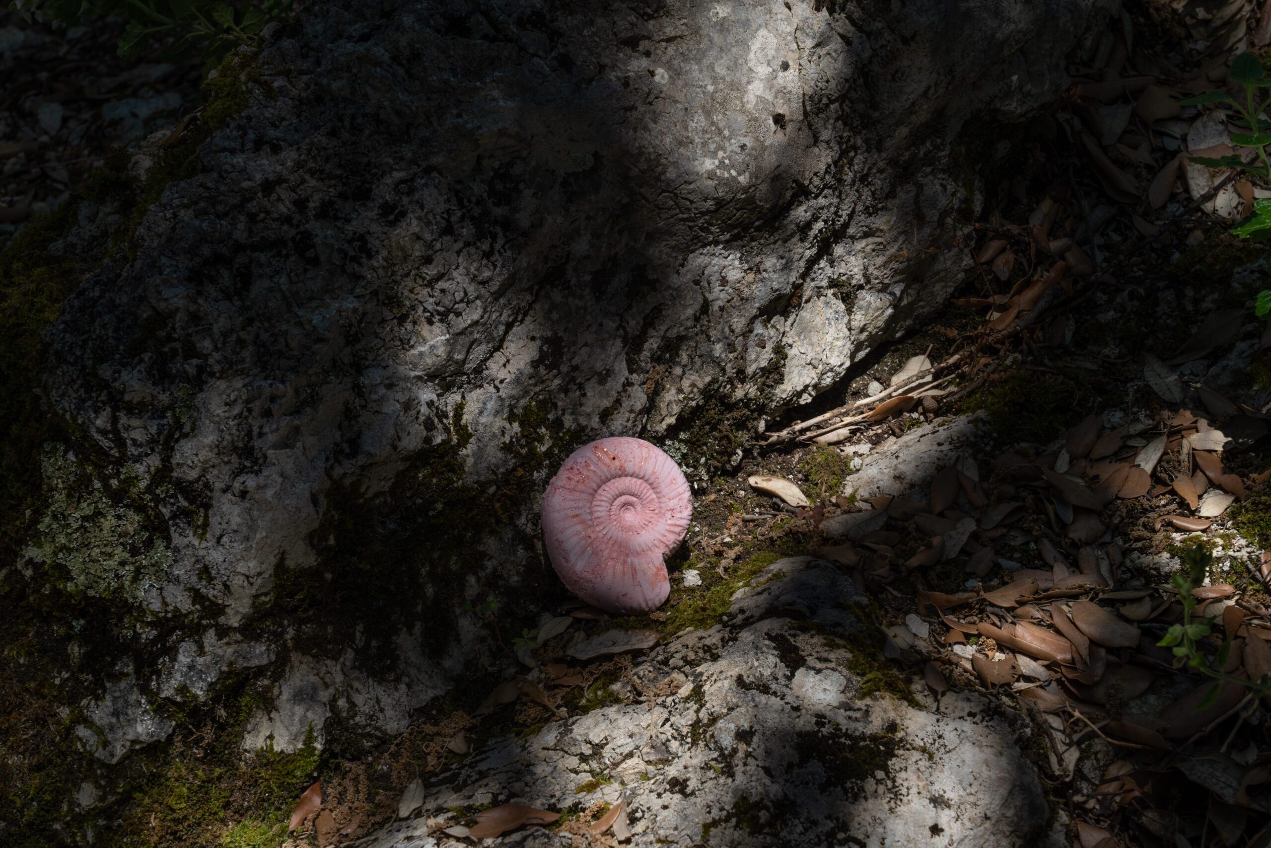 Ammonite made of gesmonite plaster photographed in nature